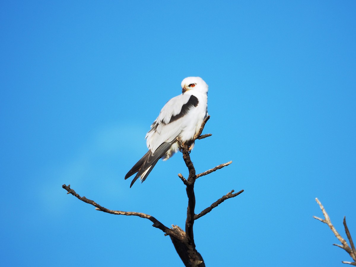 Black-shouldered Kite - ML644678801