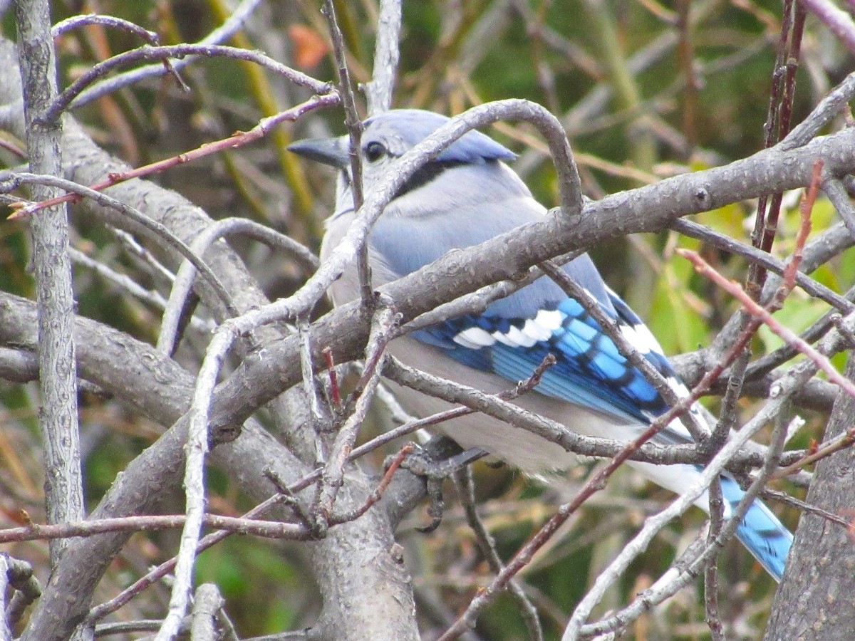 Blue Jay - ML644678802