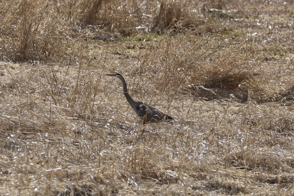 Great Blue Heron - ML644678803