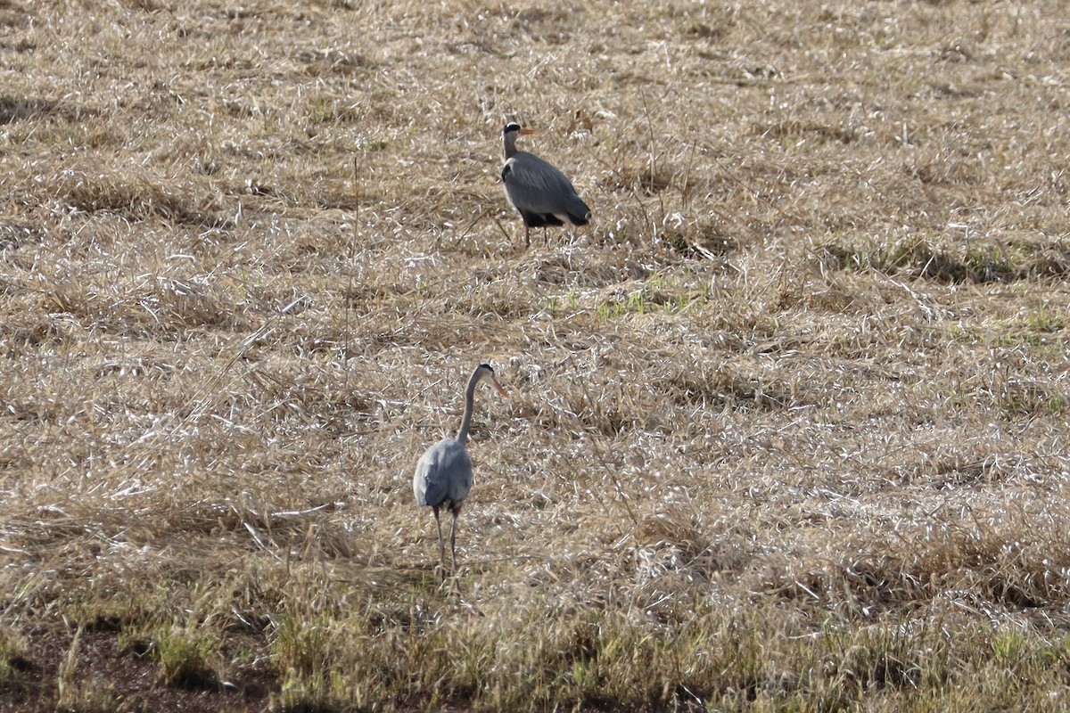 Great Blue Heron - ML644678804