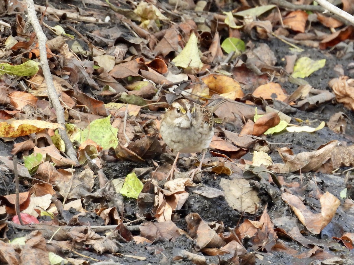 White-throated Sparrow - ML644678805