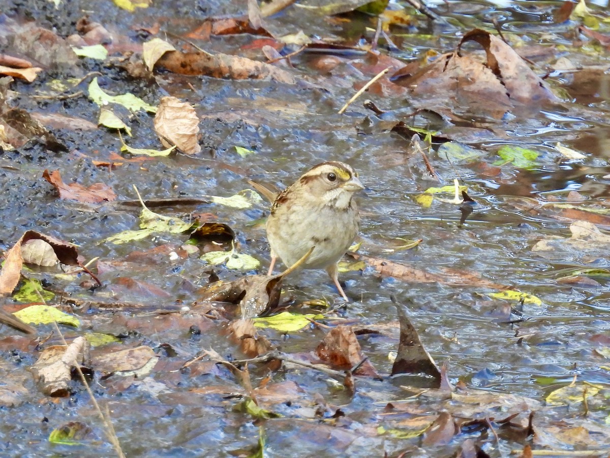 White-throated Sparrow - ML644678806