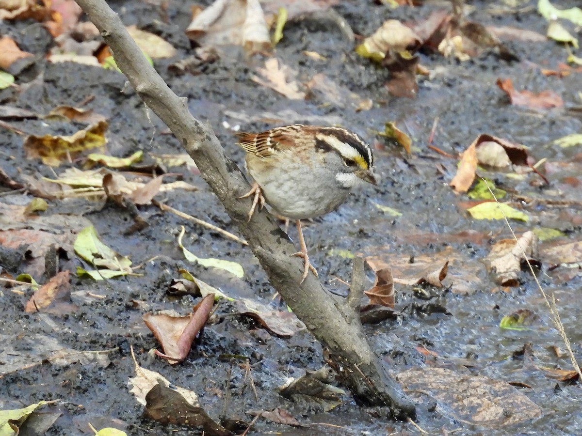 White-throated Sparrow - ML644678807