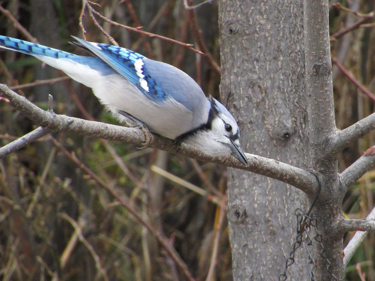 Blue Jay - ML644678812