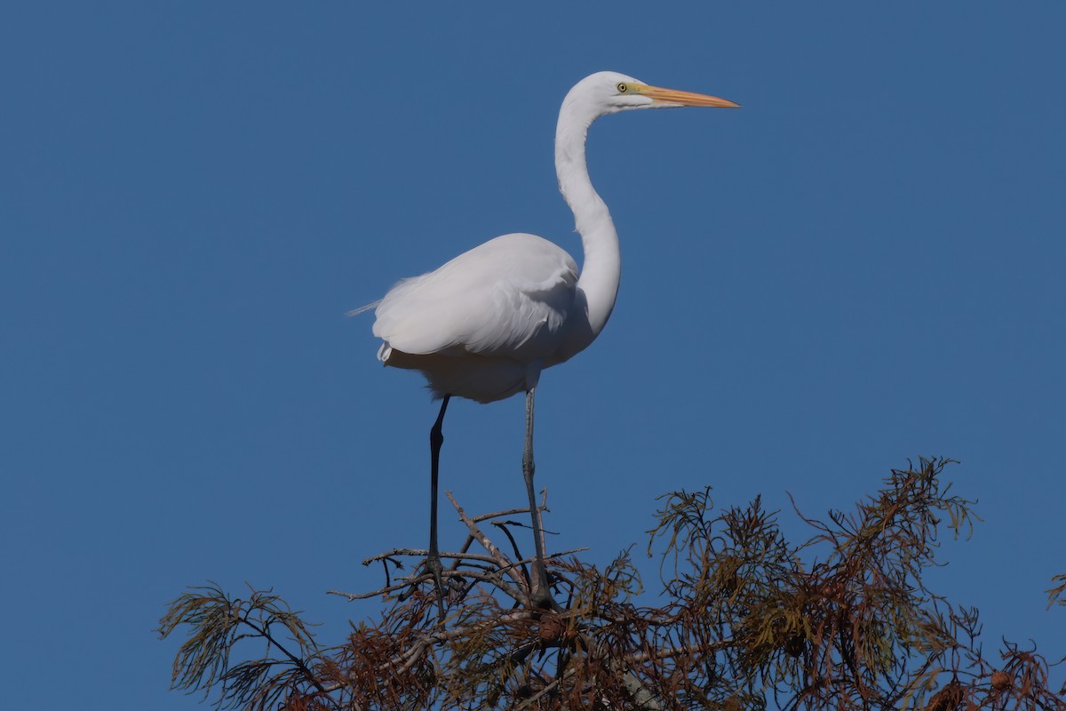 Silberreiher - ML644678818