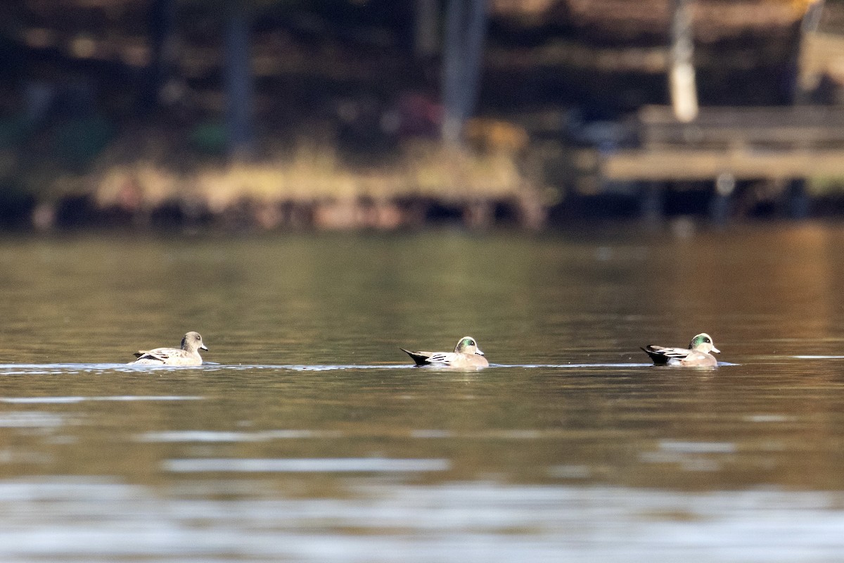 葡萄胸鴨 - ML644678834