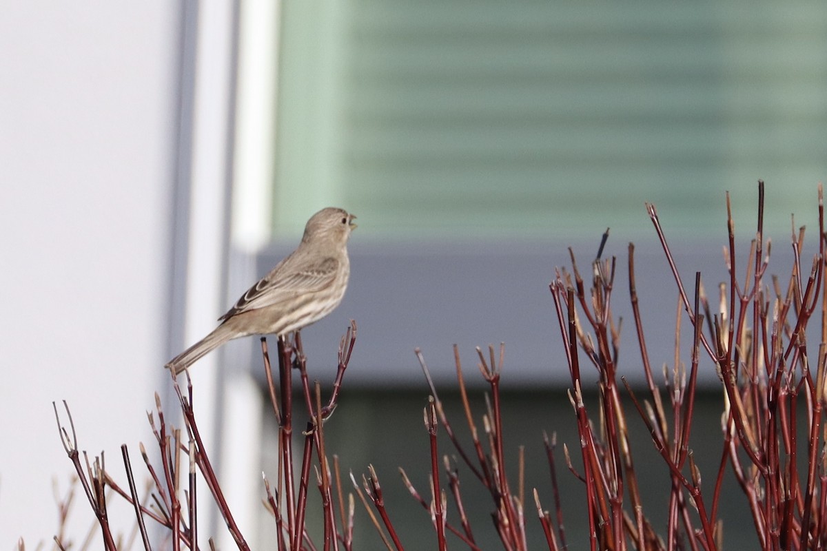 Burugorri arrunta - ML644678845