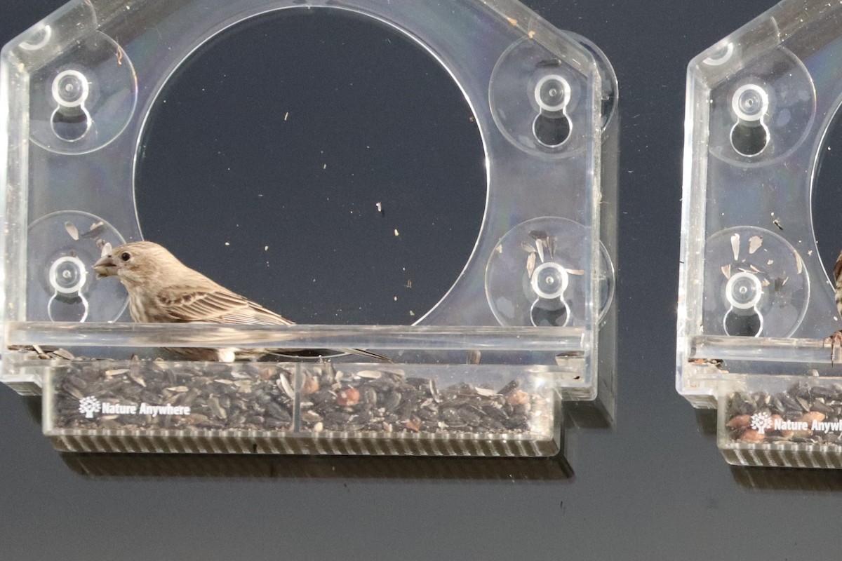 Burugorri arrunta - ML644678846