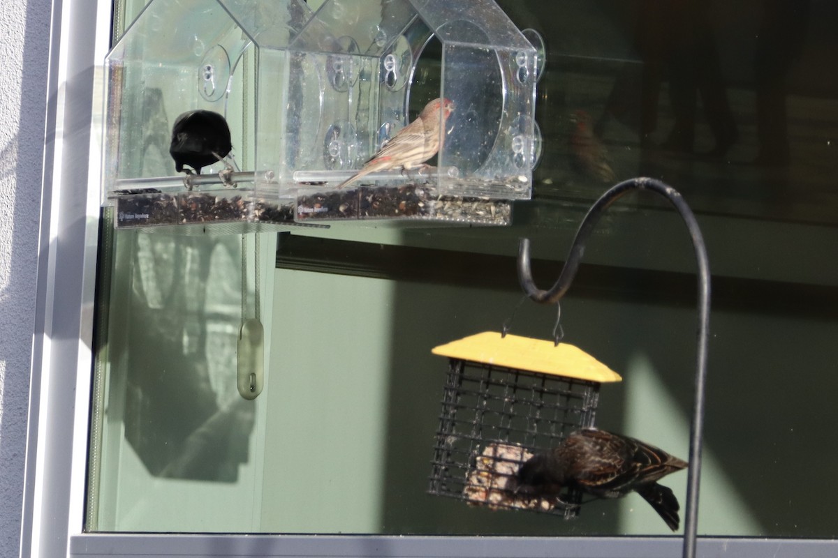 Burugorri arrunta - ML644678847