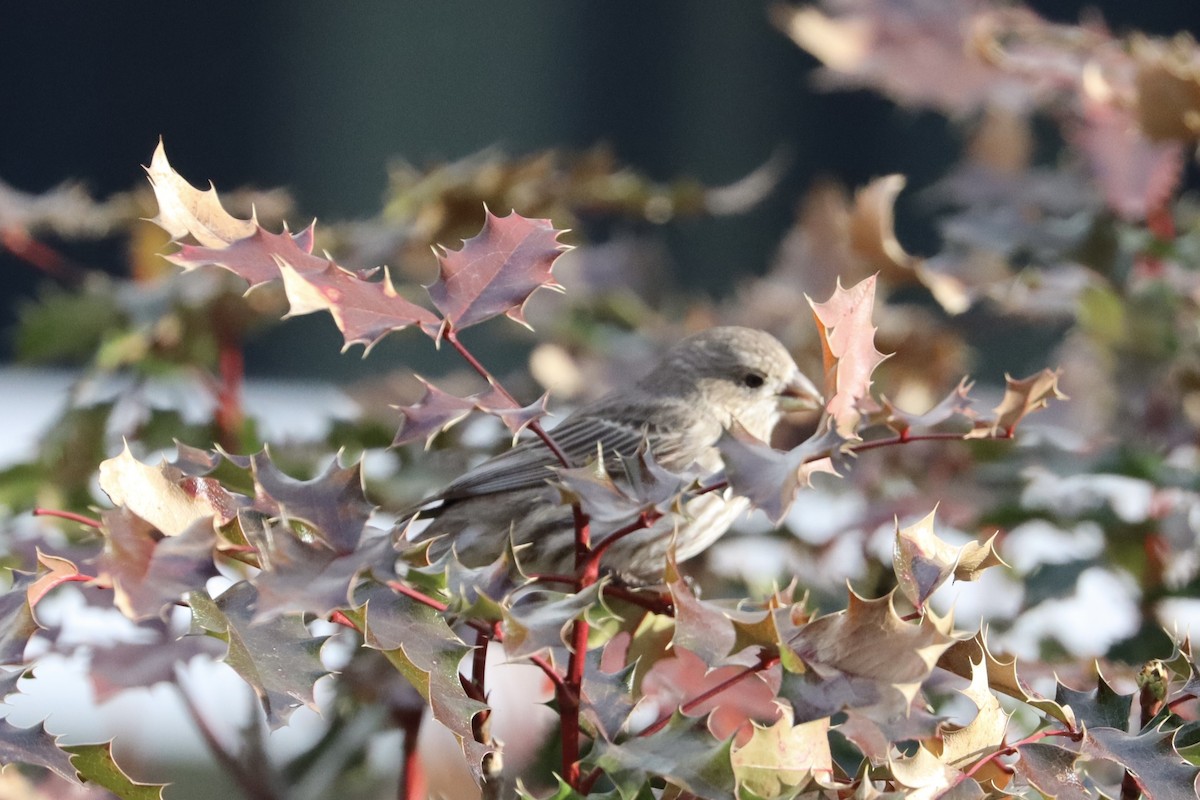 Burugorri arrunta - ML644678848