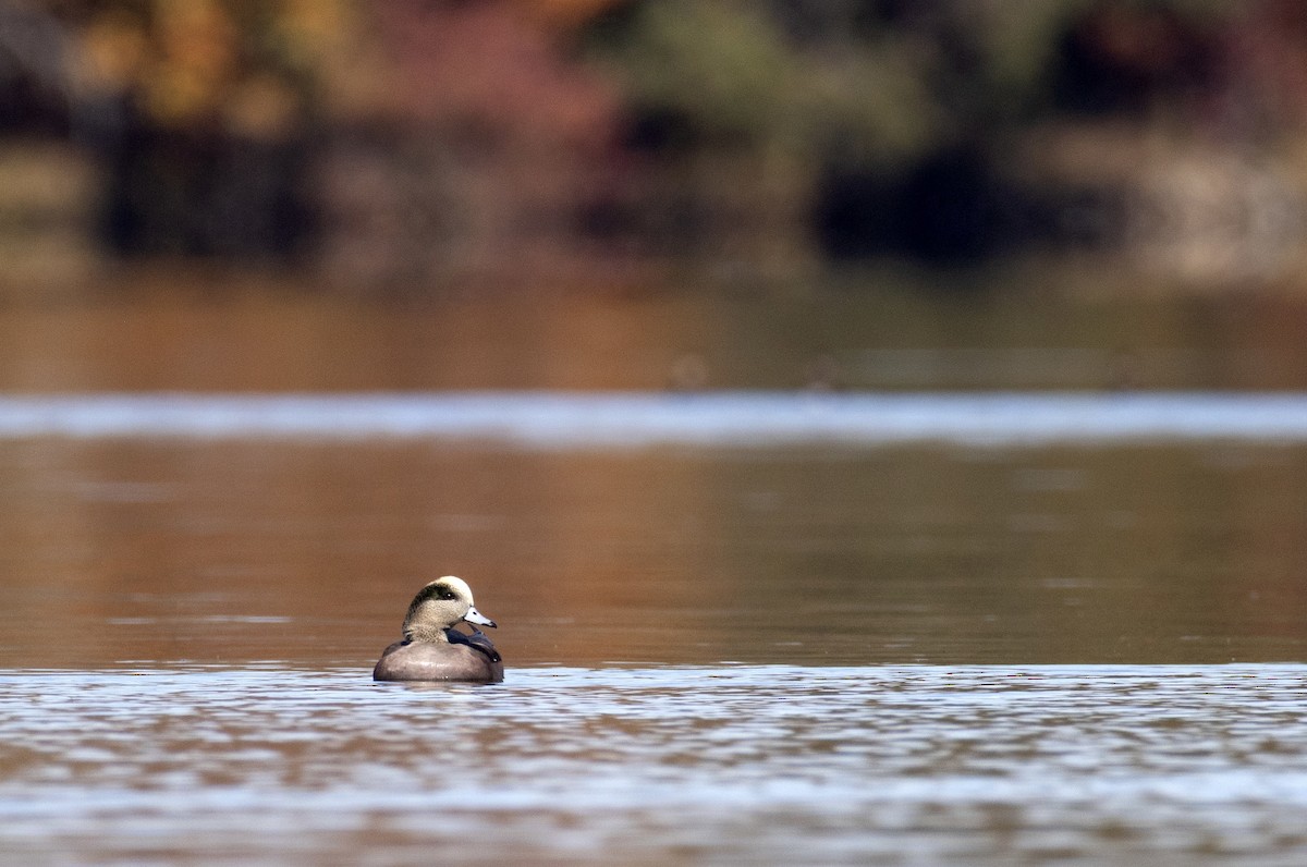 葡萄胸鴨 - ML644678849
