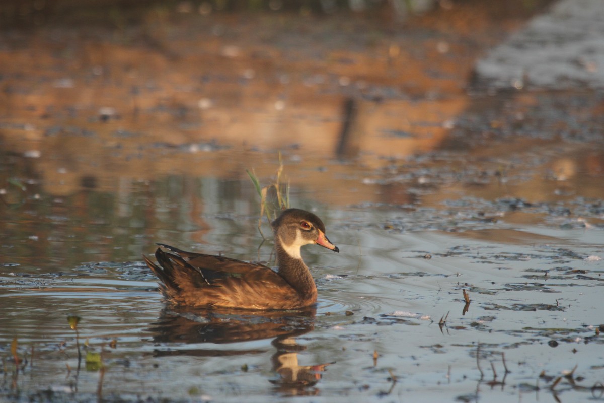 brudeand - ML644678856