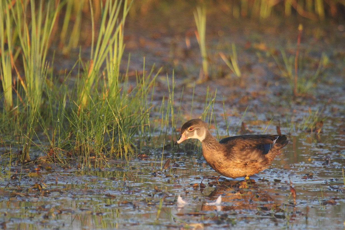 brudeand - ML644678857