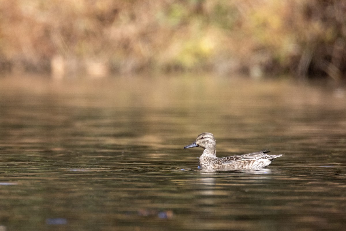 小水鴨 - ML644678862