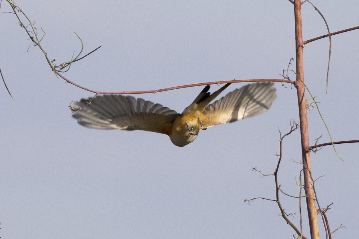 Scissor-tailed Flycatcher - ML644678874