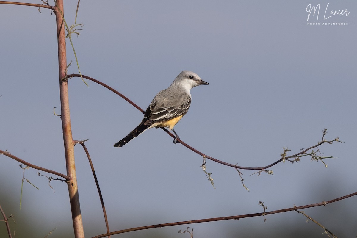 Scissor-tailed Flycatcher - ML644678875