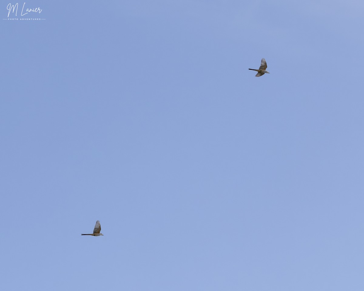 Scissor-tailed Flycatcher - ML644678876