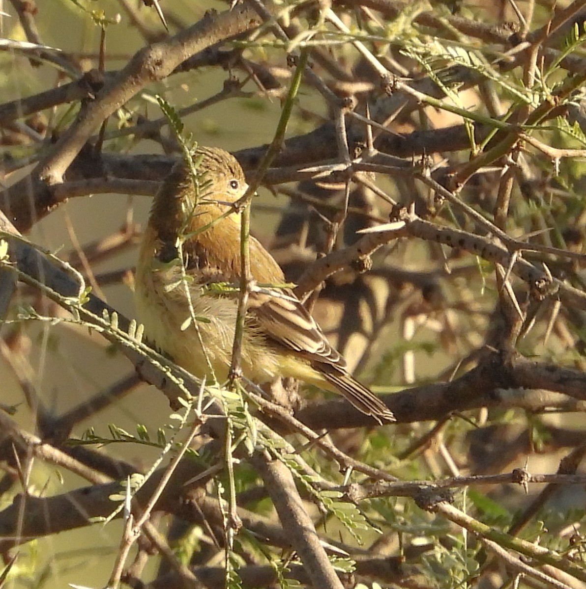 Чиж малий - ML644678883