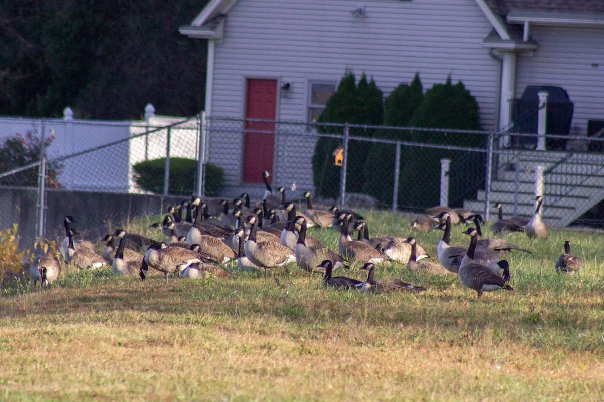 berneška velká - ML644678896