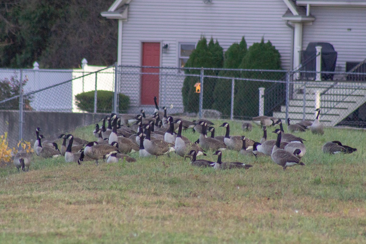 berneška velká - ML644678897