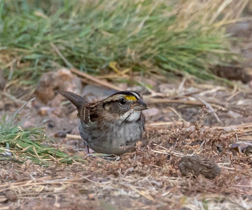 ノドジロシトド - ML644678899