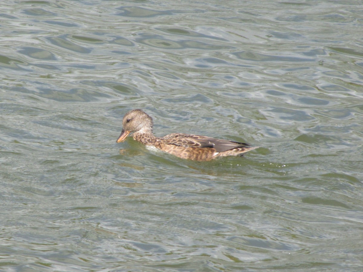 Boz Ördek - ML644678919