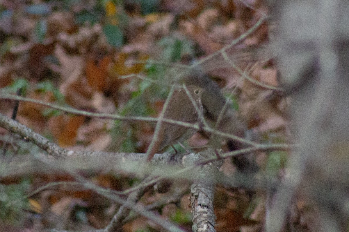 Hermit Thrush - ML644678920