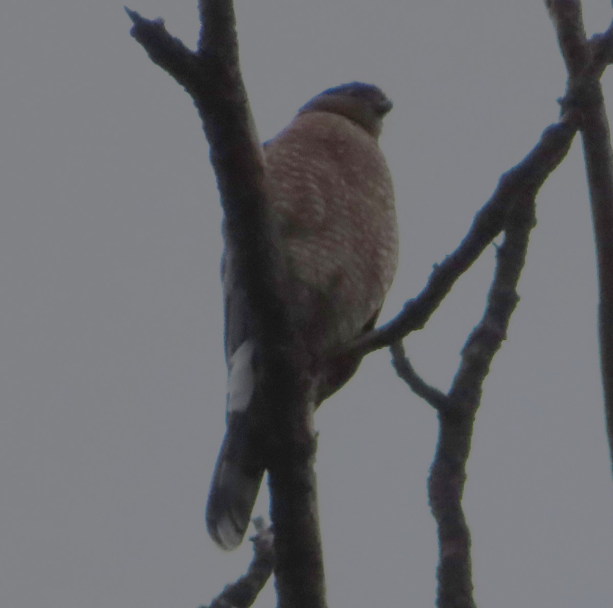 trostehauk - ML644678921