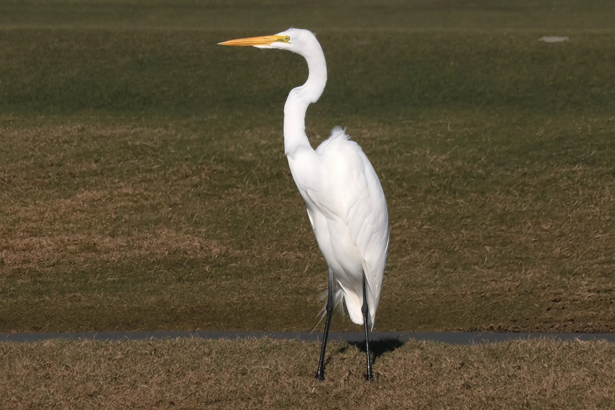 Silberreiher - ML644678923