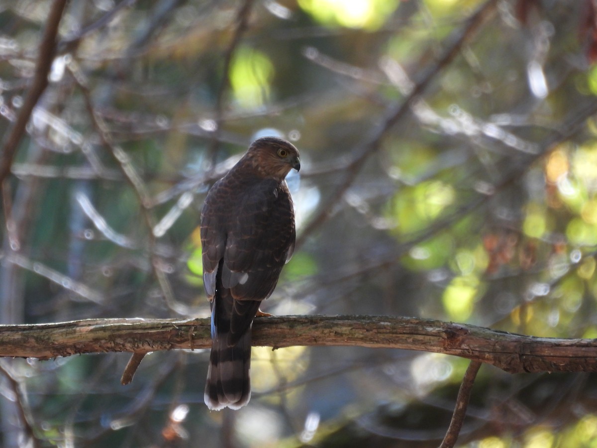 Sharp-shinned Hawk - ML644678929