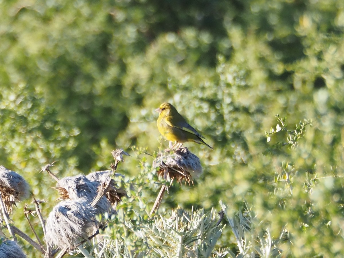 アオカワラヒワ - ML644678946