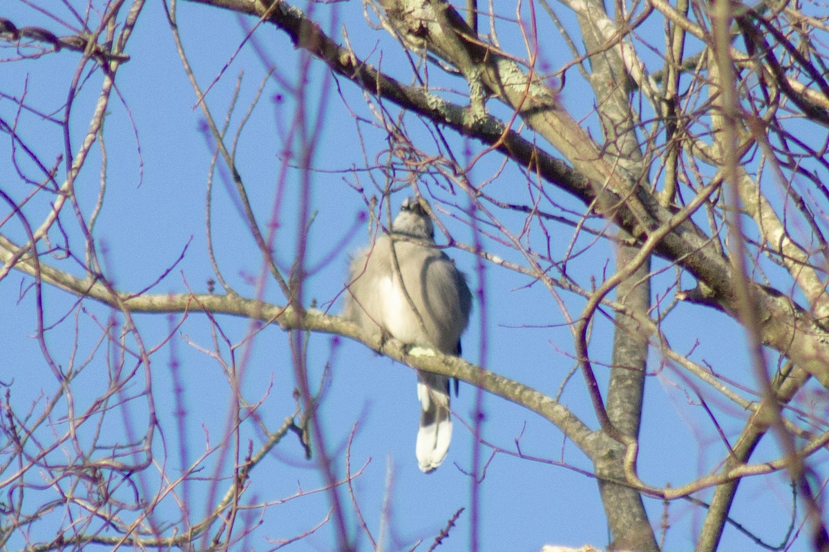 Blue Jay - ML644678949