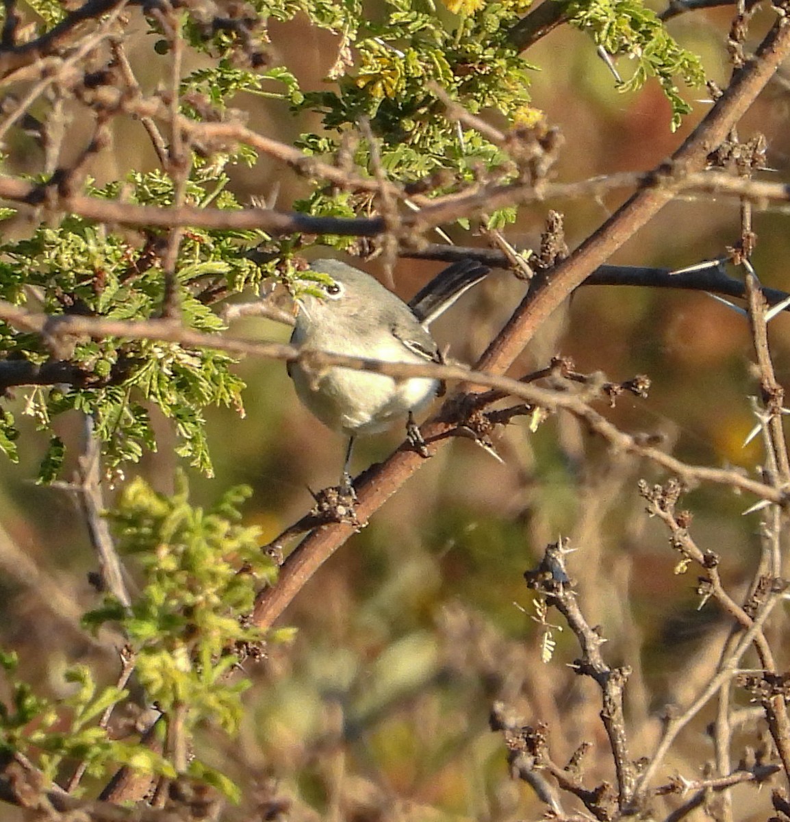 Blue-gray Gnatcatcher - ML644678955