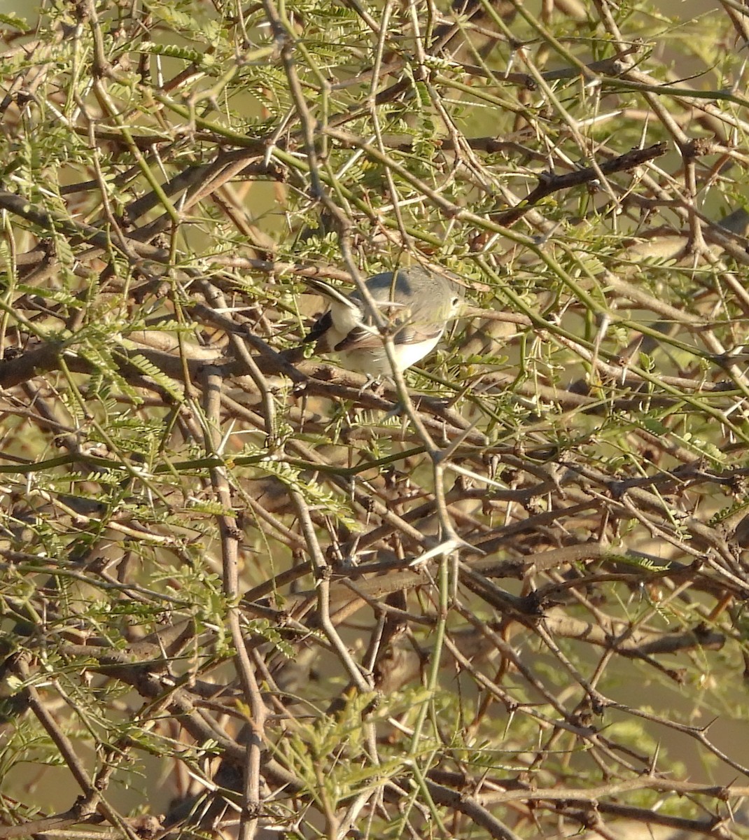 Blue-gray Gnatcatcher - ML644678956