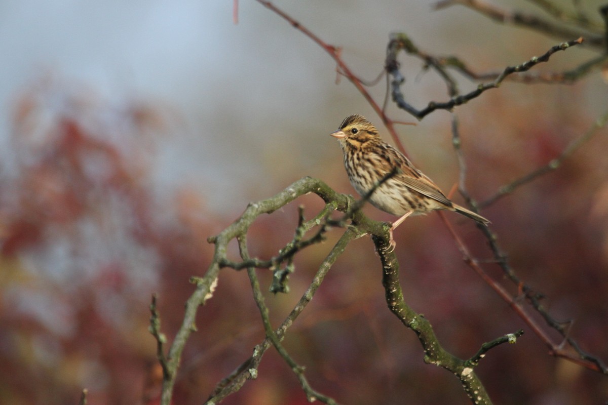 musespurv - ML644678968