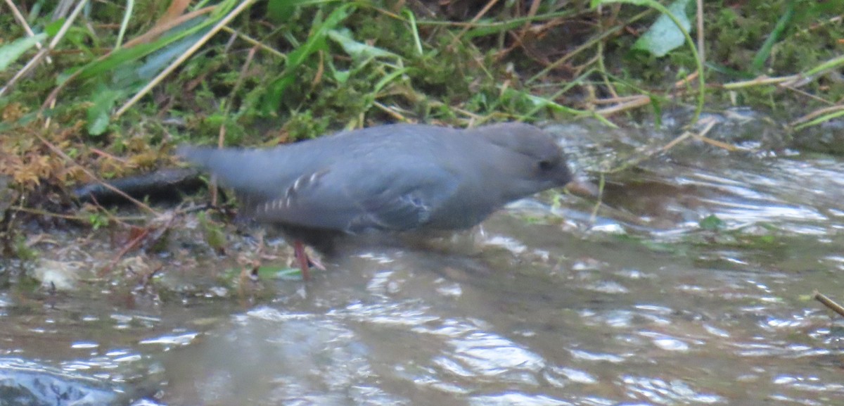 Mirlo Acuático Norteamericano - ML644678973