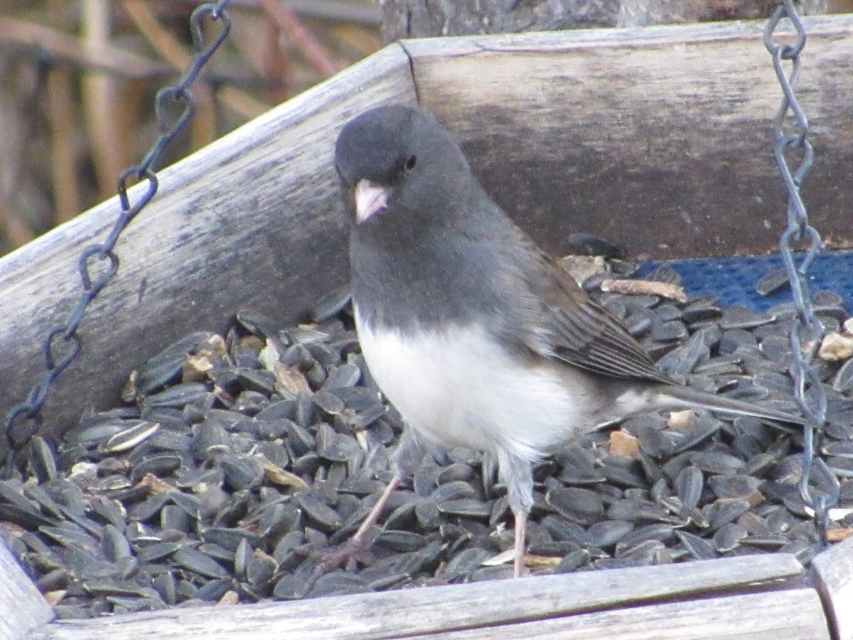Dark-eyed Junco (Slate-colored) - ML644678974