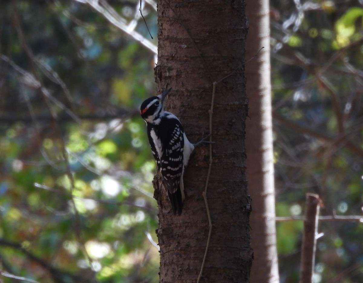 Hairy Woodpecker - ML644678978