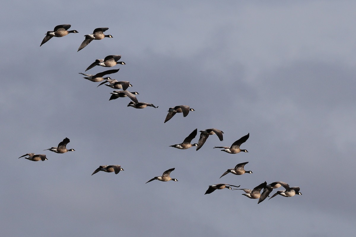 polargås - ML644678980