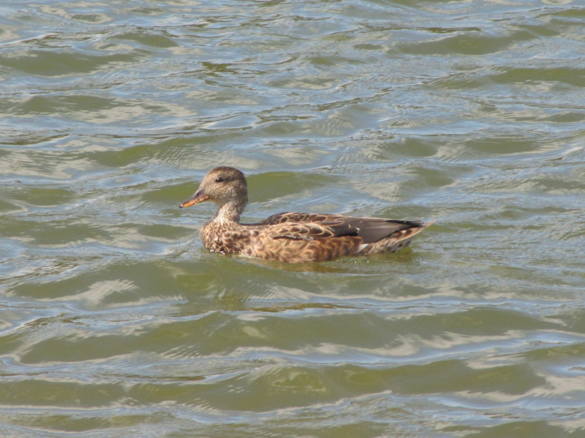 Boz Ördek - ML644678988