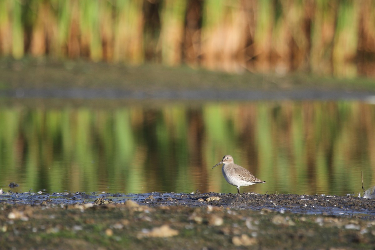 myrsnipe - ML644678989