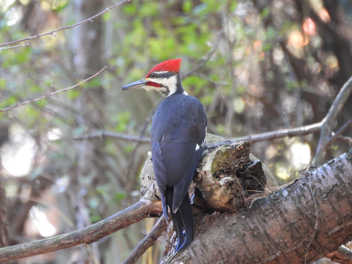 datel chocholatý - ML644678990