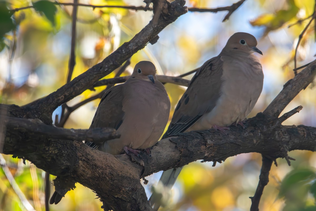 Mourning Dove - ML644678992
