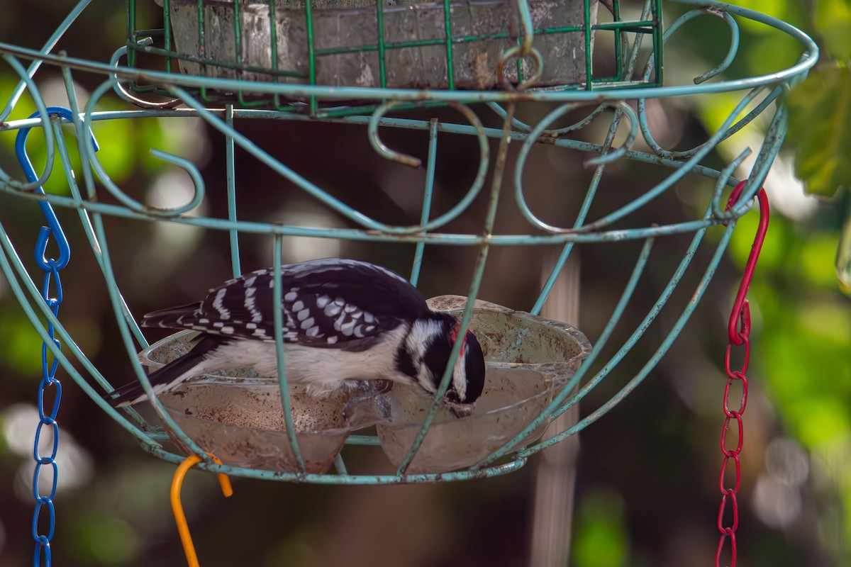Downy Woodpecker - ML644678993