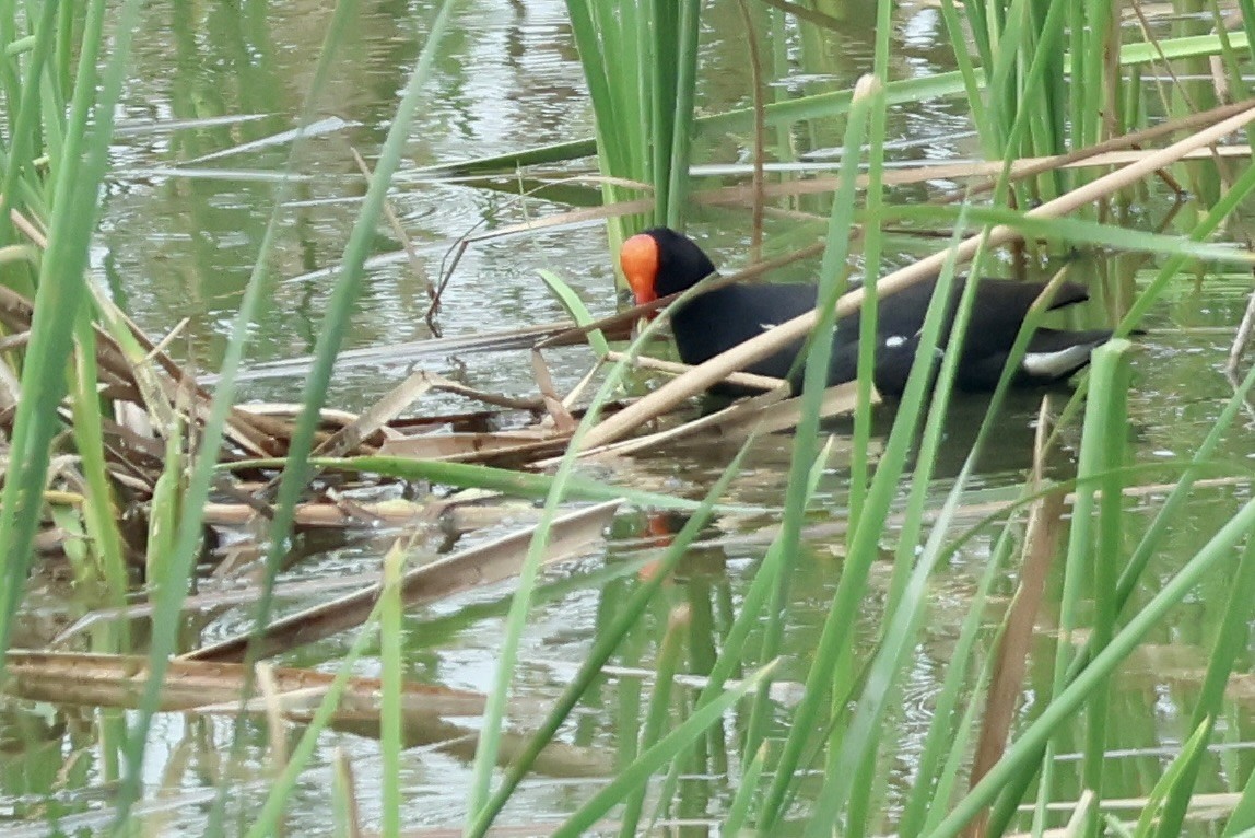 Eurasian Moorhen - ML644678995