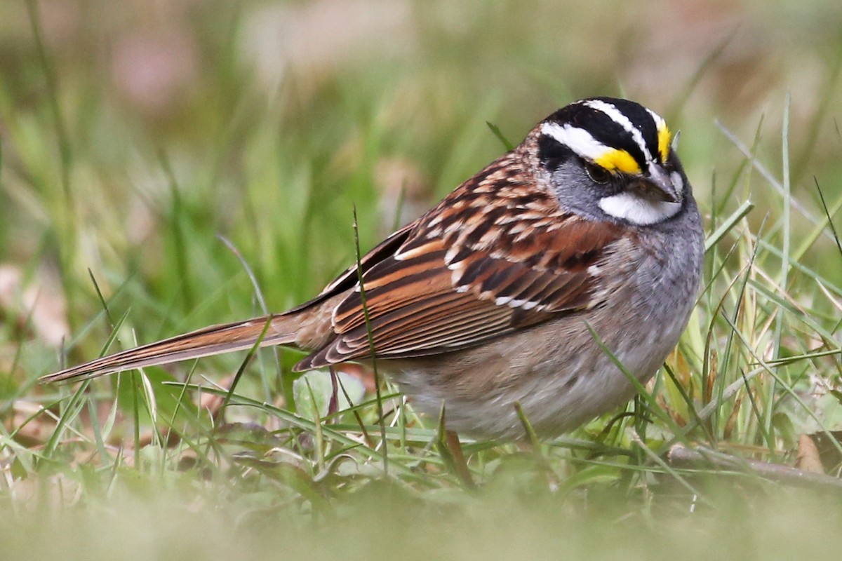 Chingolo Gorjiblanco - ML644678996