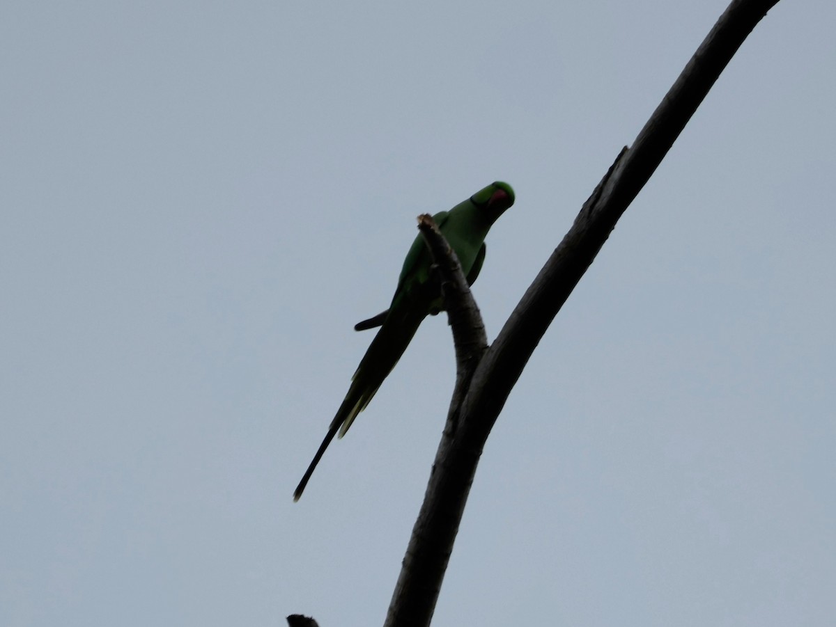 Papagai lepokoduna - ML644679007