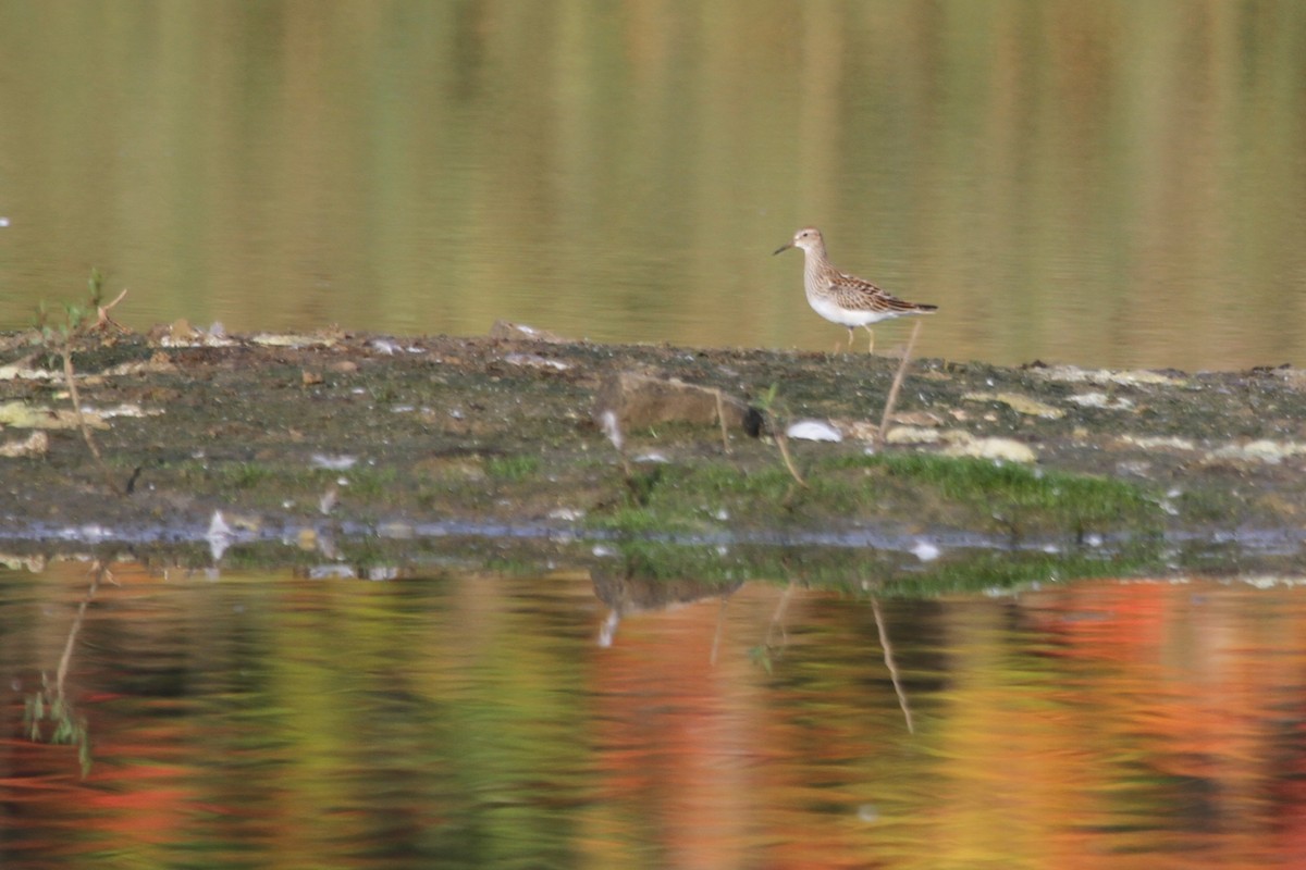 alaskasnipe - ML644679010