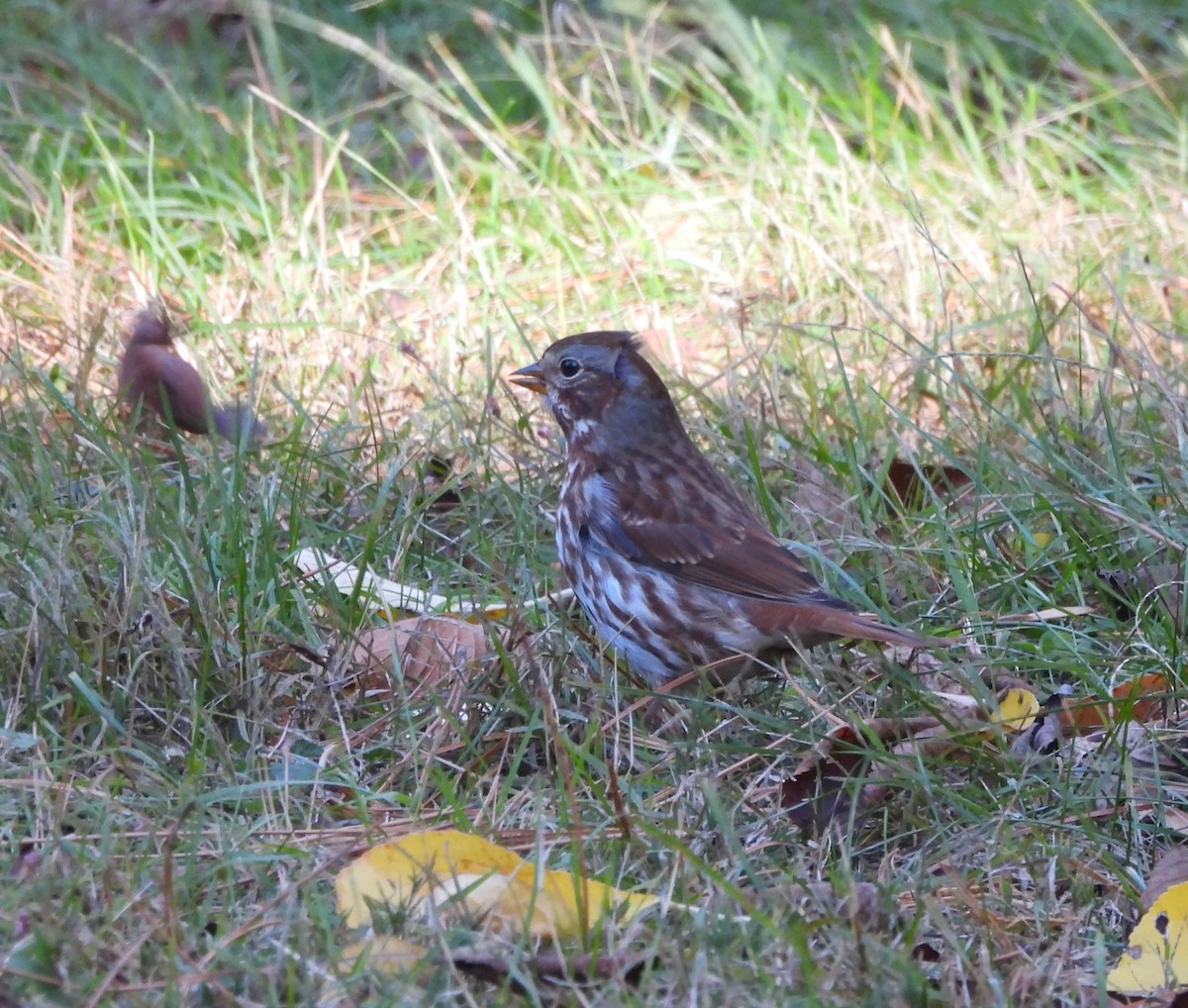 strnadec kaštanový - ML644679011