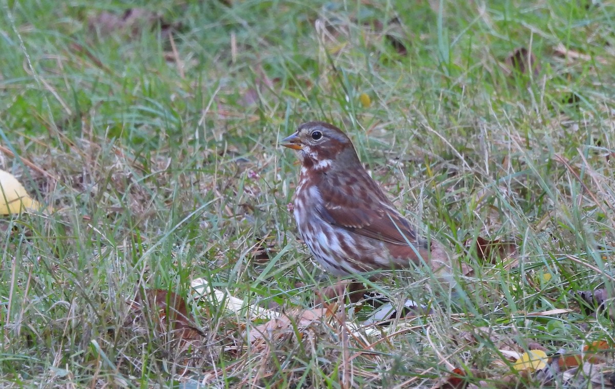 strnadec kaštanový - ML644679013